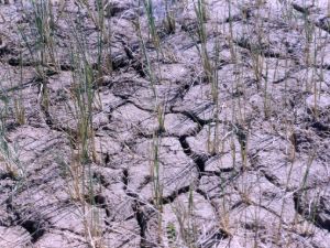 This image for Image Layouts addon